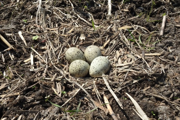 Hnízdo kulíka říčního