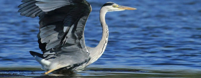 Volavka