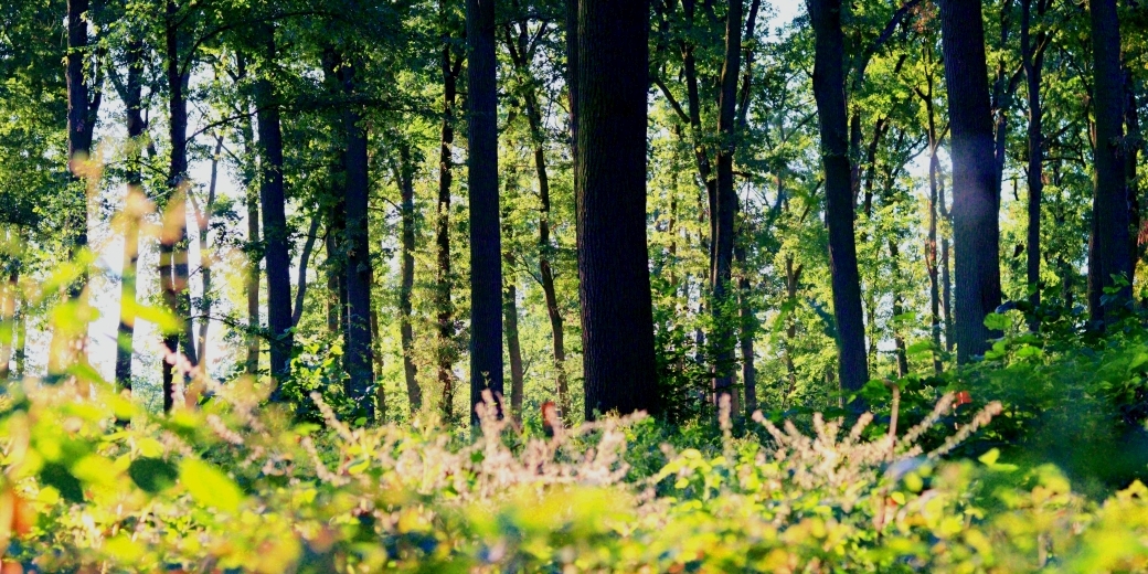 Dubové porosty na Soutoku