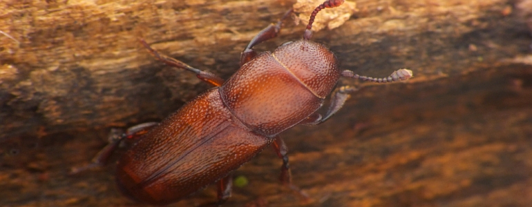 lesknáček dubový (Pityophagus quercus)