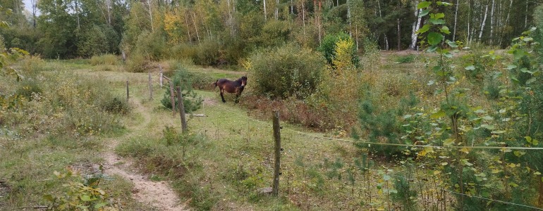 Kůň na pastvině.