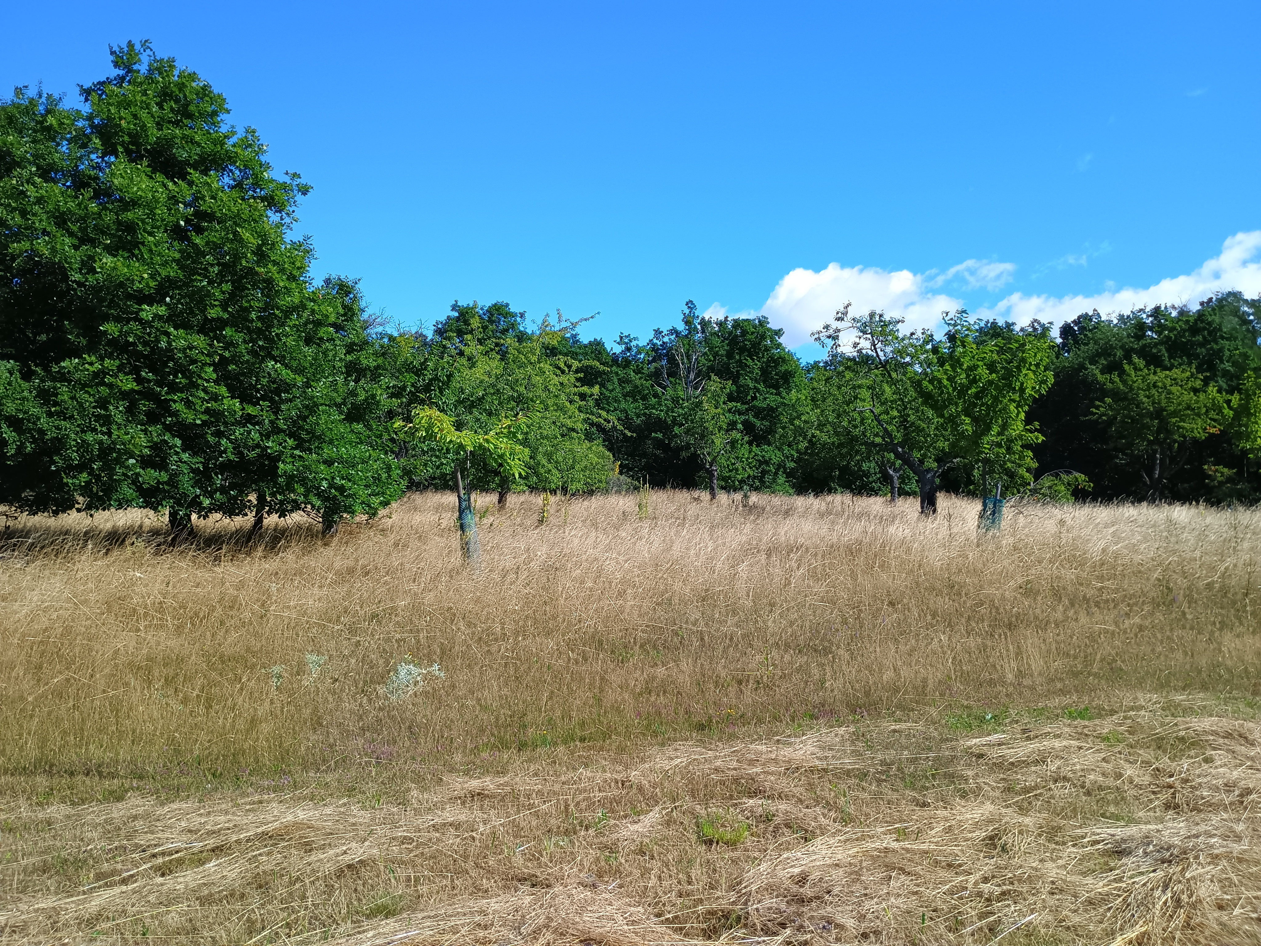 Sečení na Kosíři