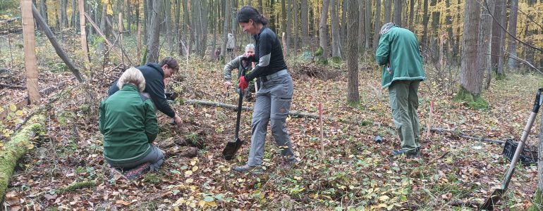 Výsadba zvonovce liliolistého, foto Jarmila Kostiuková