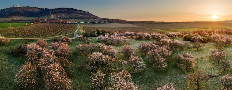 Fotografie meruňkového sadu.