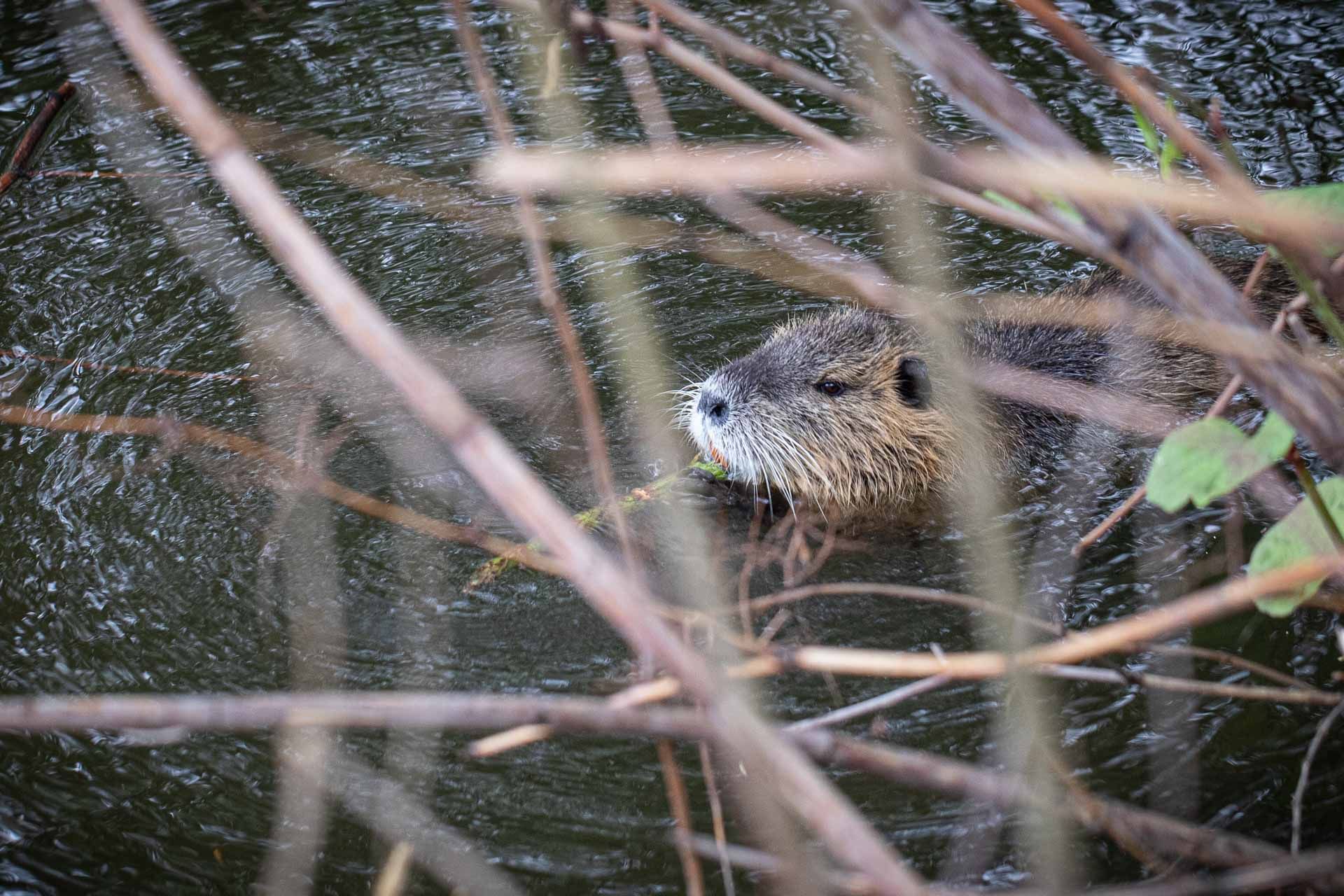 nutrie požírající křídlatku. Foto: Pavel Pipek, BÚ AV ČR.
