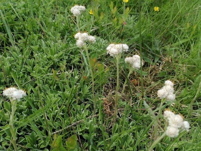 Kociánek dvoudomý v trávě.