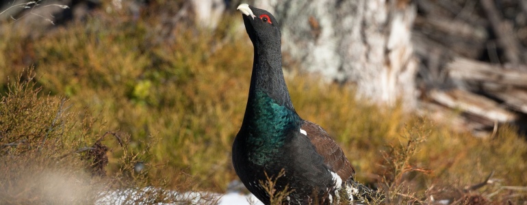 Detail ohroženého tetřeva hlušce.