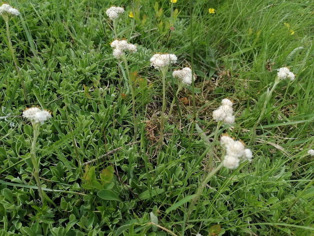 Kociánek dvoudomý v trávě.