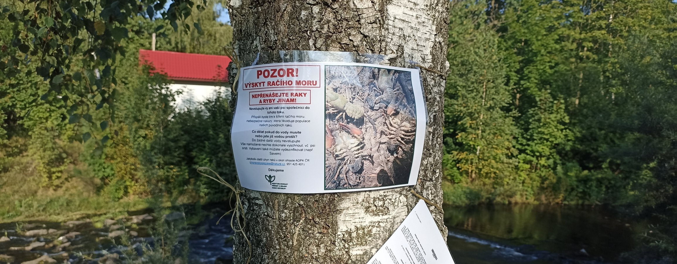 Výskyt račího moru v Beskydech.