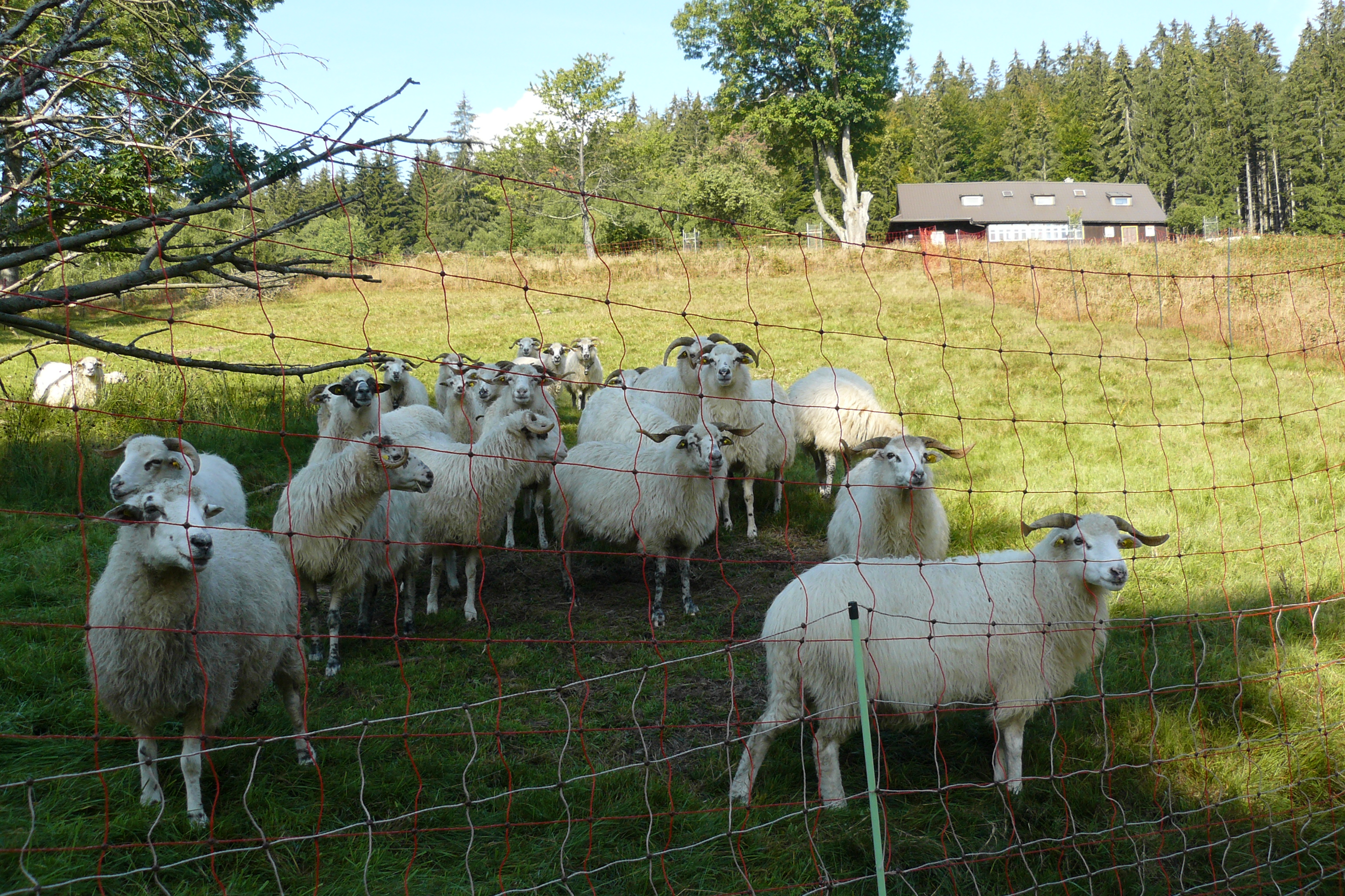 valašky