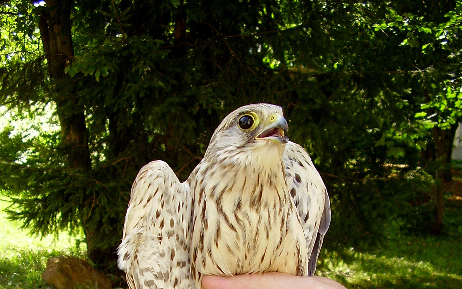 Zachráněná poštolka obecná v ruce ochranáře.