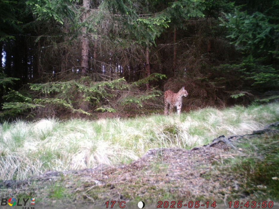 Rys ostrovid vyhlíží na lesní cestu z okolního lesního porostu, foto: Josef Cink
