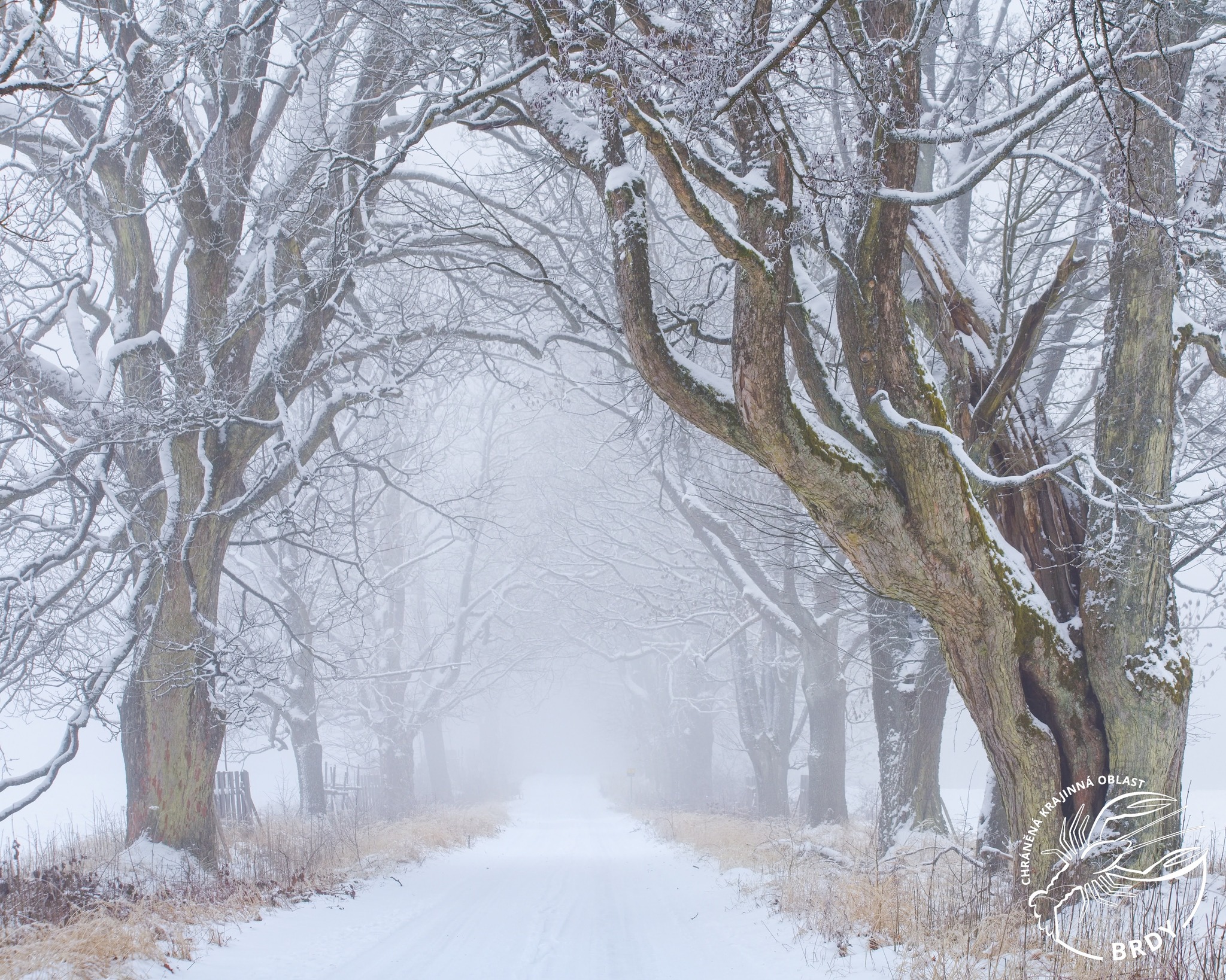Zimní mlžný pohled na staré stromy v památné aleji na Záběhlé.