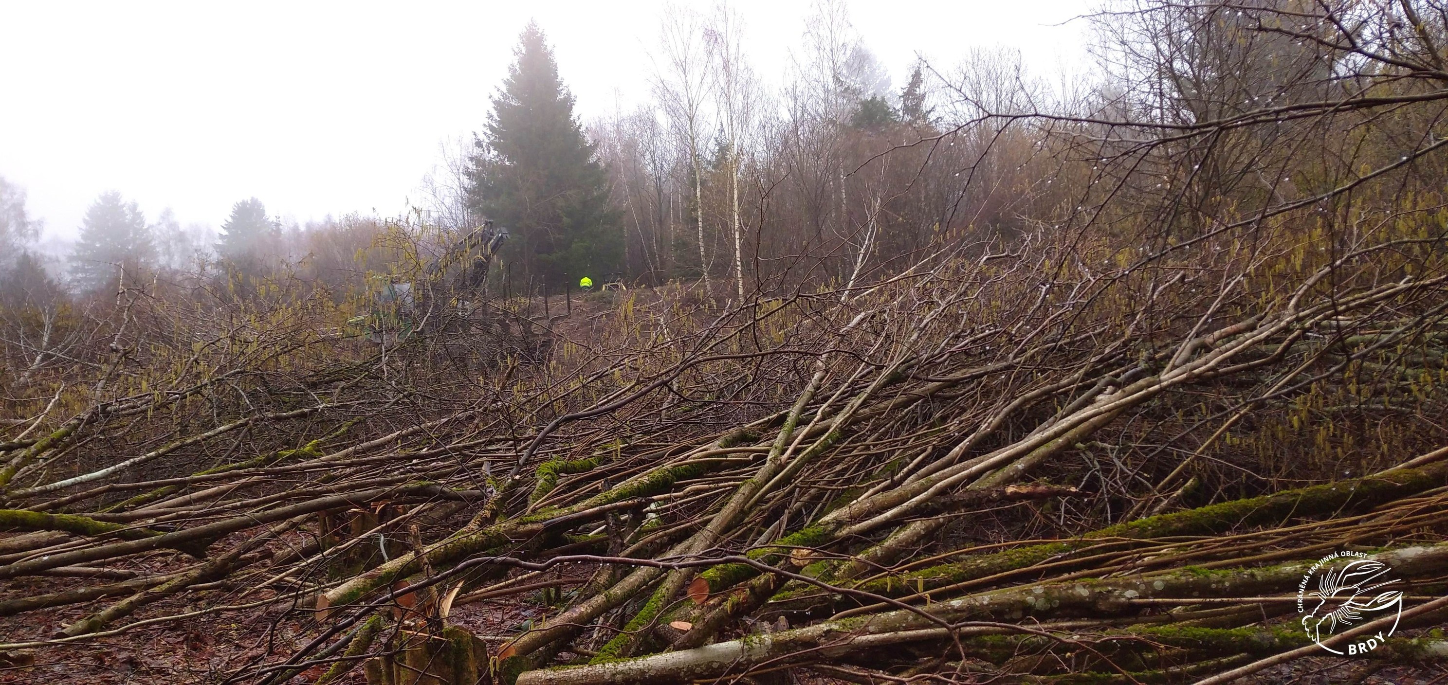 Kácíme na Kolvíně.