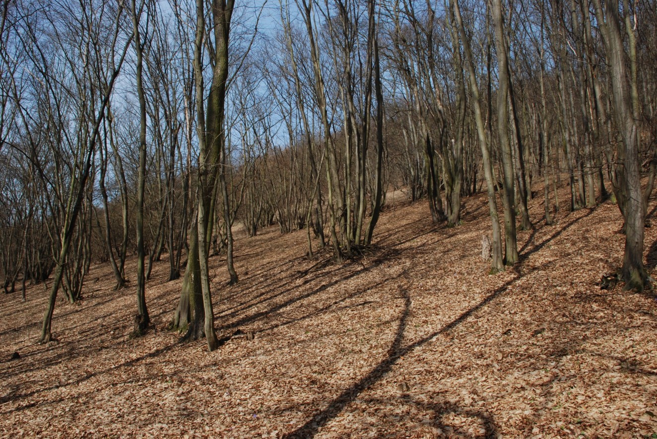 Výmladkový les, foto Josef Mottl.