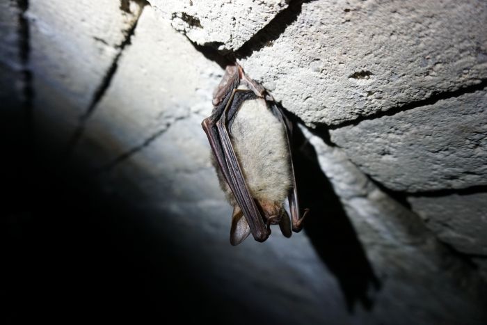Netopýr velký