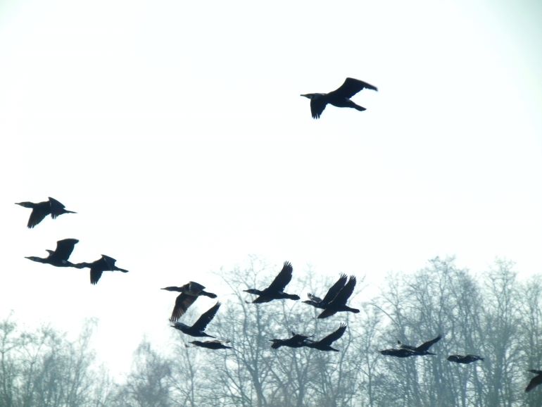 Kormorani, foto Lucie Hrůzová