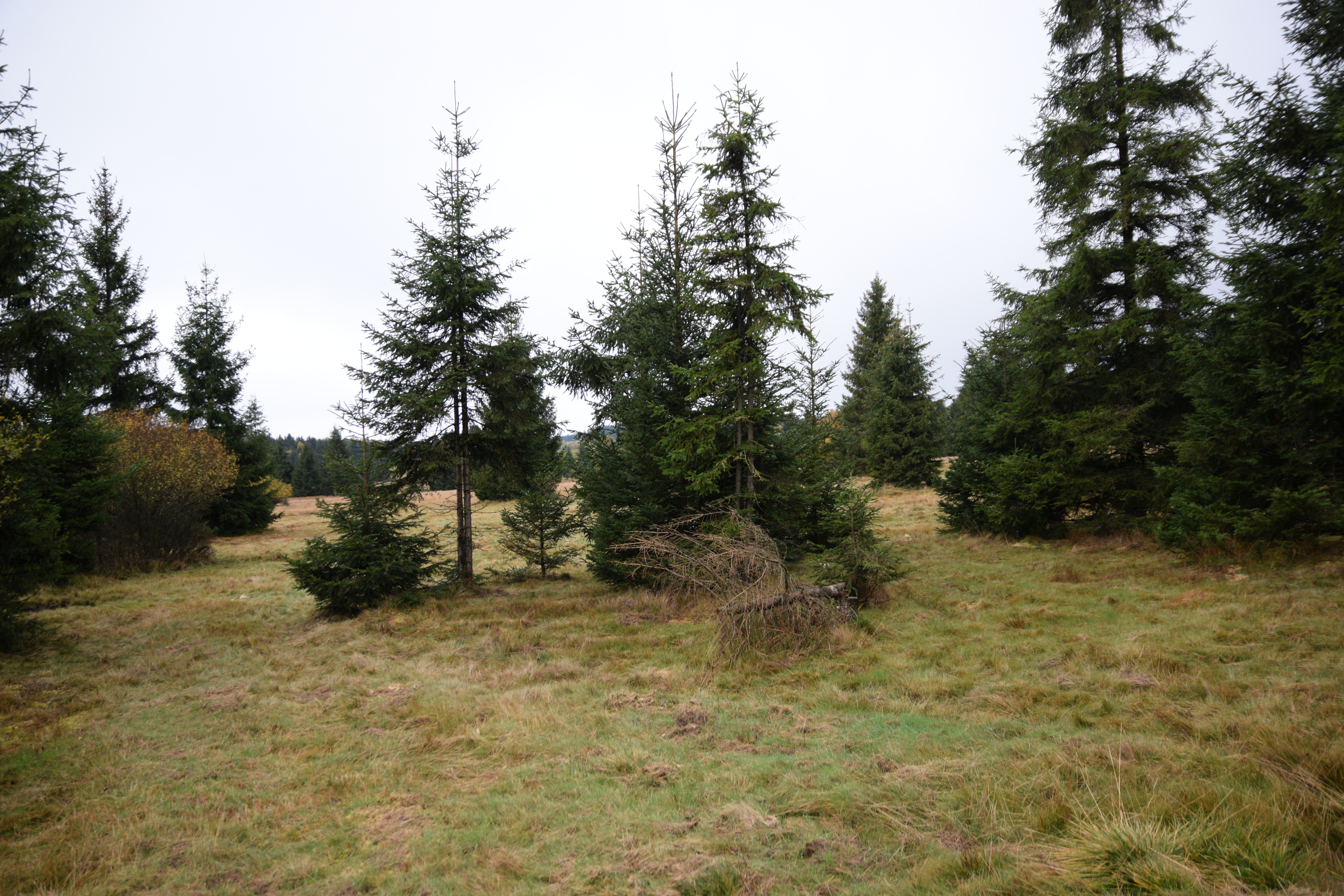 lesní louka na Pavlově Studenci