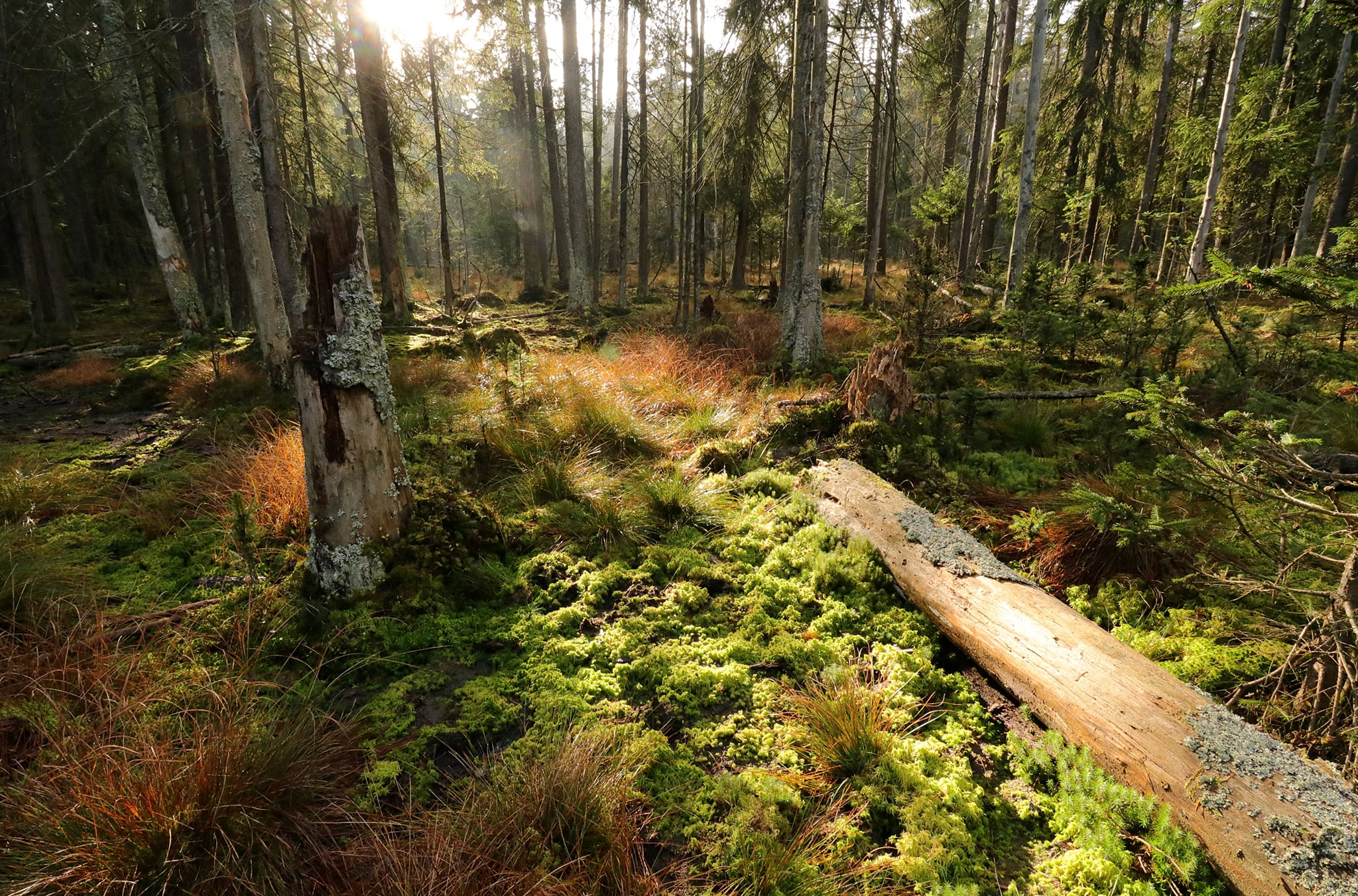 lesní rašeliniště na Pavlově Studenci