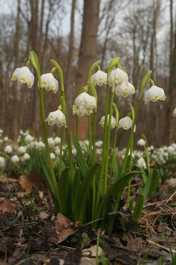 Bledule jarní (Leucojum vernum)