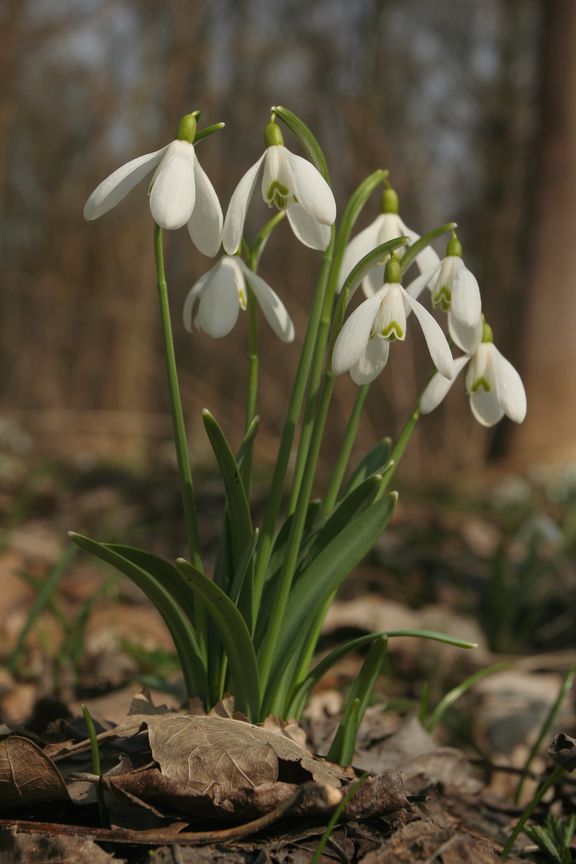 Sněženka podsněžník (Galanthus nivalis)