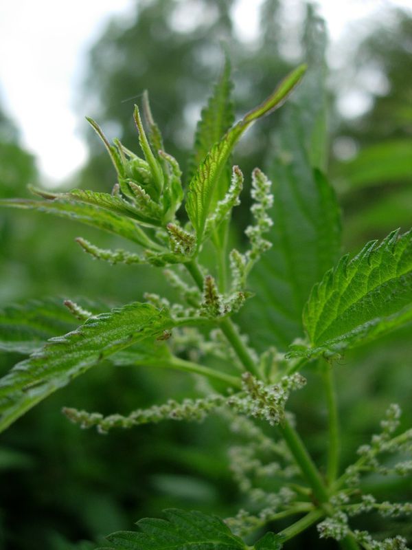 kopřiva dvoudomá (Urtica dioica)