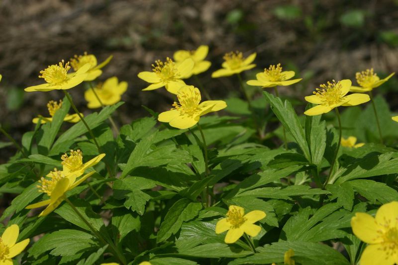 Sasanka pryskyřníkovitá (Anemone ranunculoides)