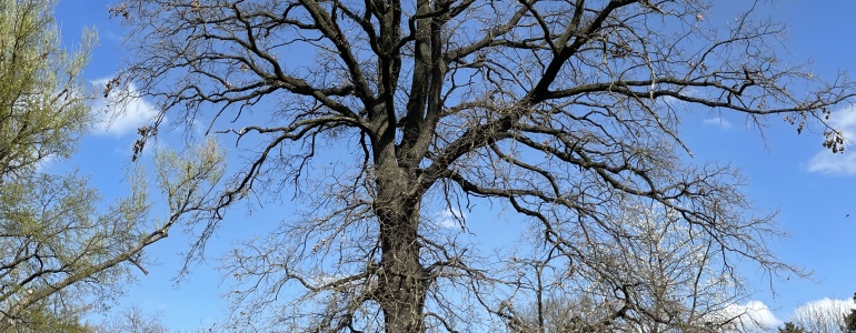 Novákův dub - záběr na kmen