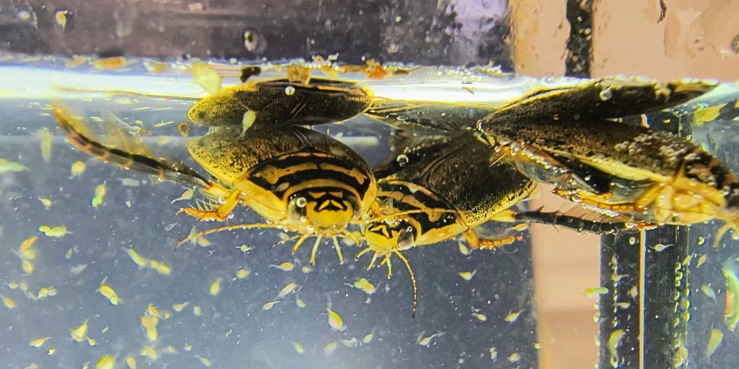 příkopník rýhovaný