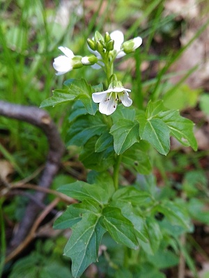 řeřišnice hořká