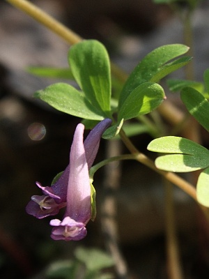 dymnivka bobovitá (Corydalis intermedia)