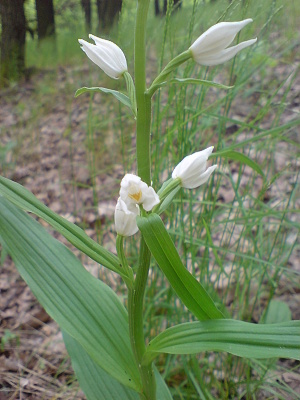 Okrotice dlouholistá.