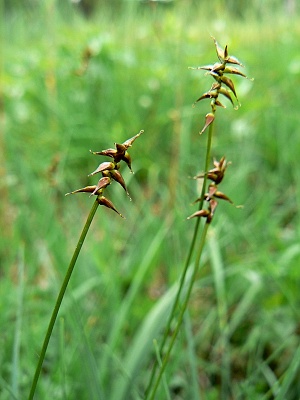 Ostřice Davallova.