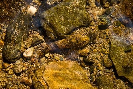 Vranka obecná.
