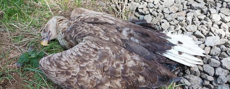 Zabitá samice orla mořského nalezená pod hnízdem v lese na Toužimsku. Foto: Pavla Tájková