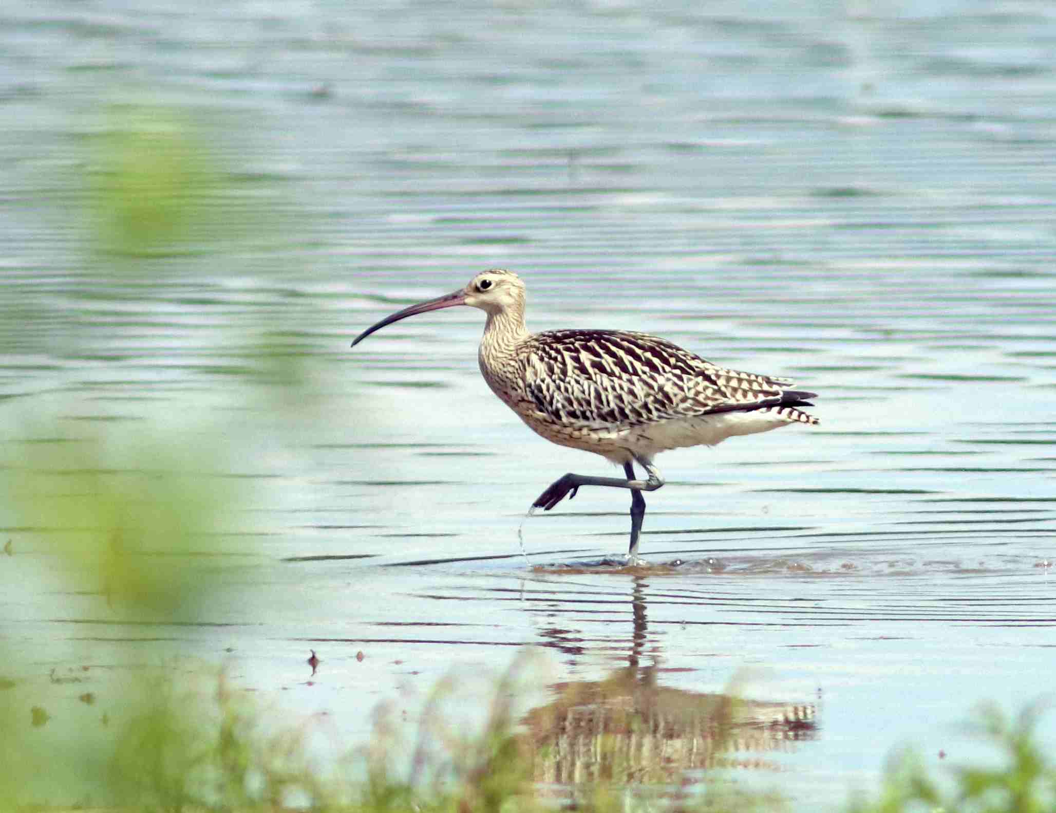 Opakovaně jsou zde pozorovány 1 až 2 kolihy velké (Numenius arquata).