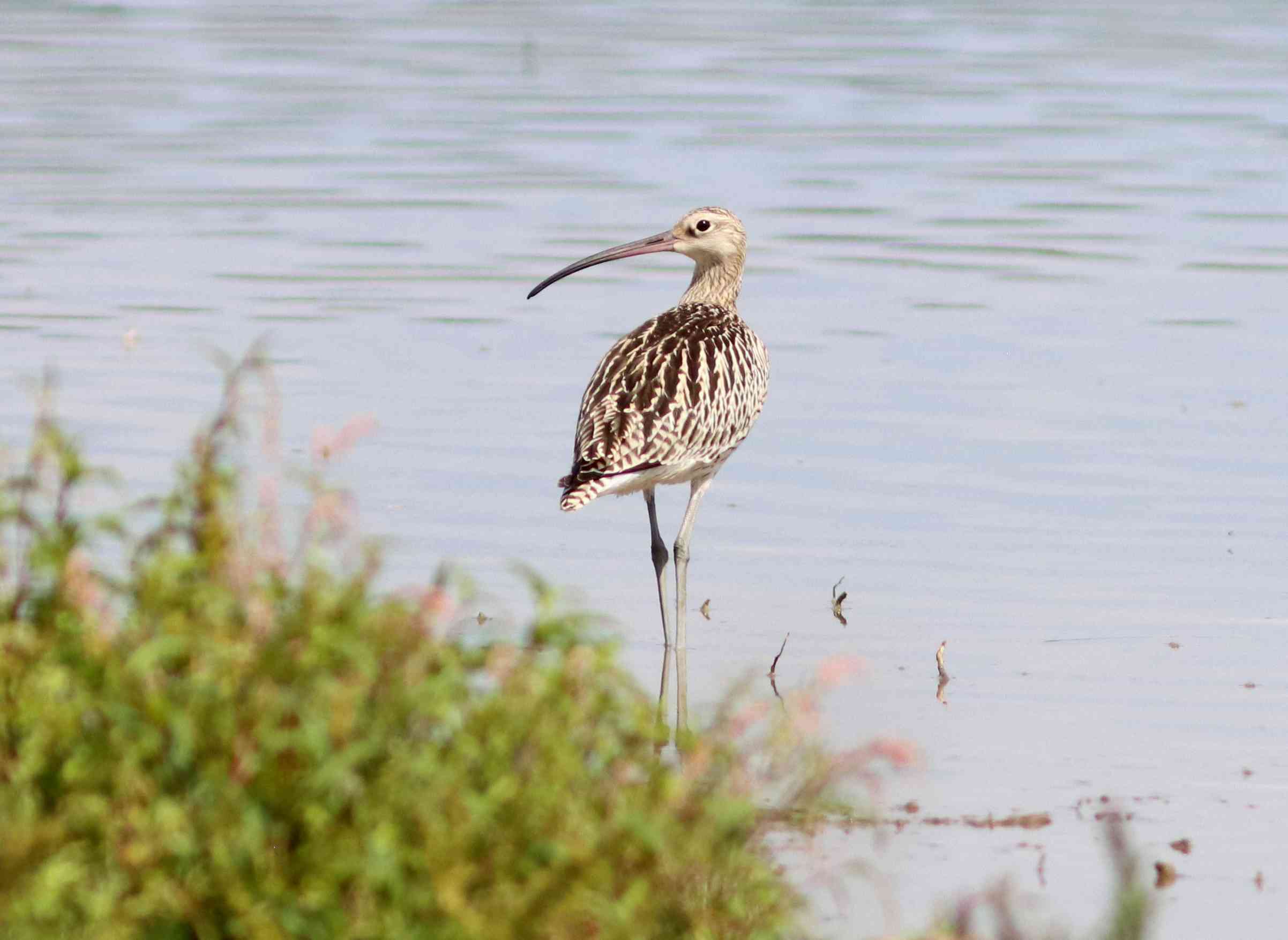 Opakovaně jsou zde pozorovány 1 až 2 kolihy velké (Numenius arquata).