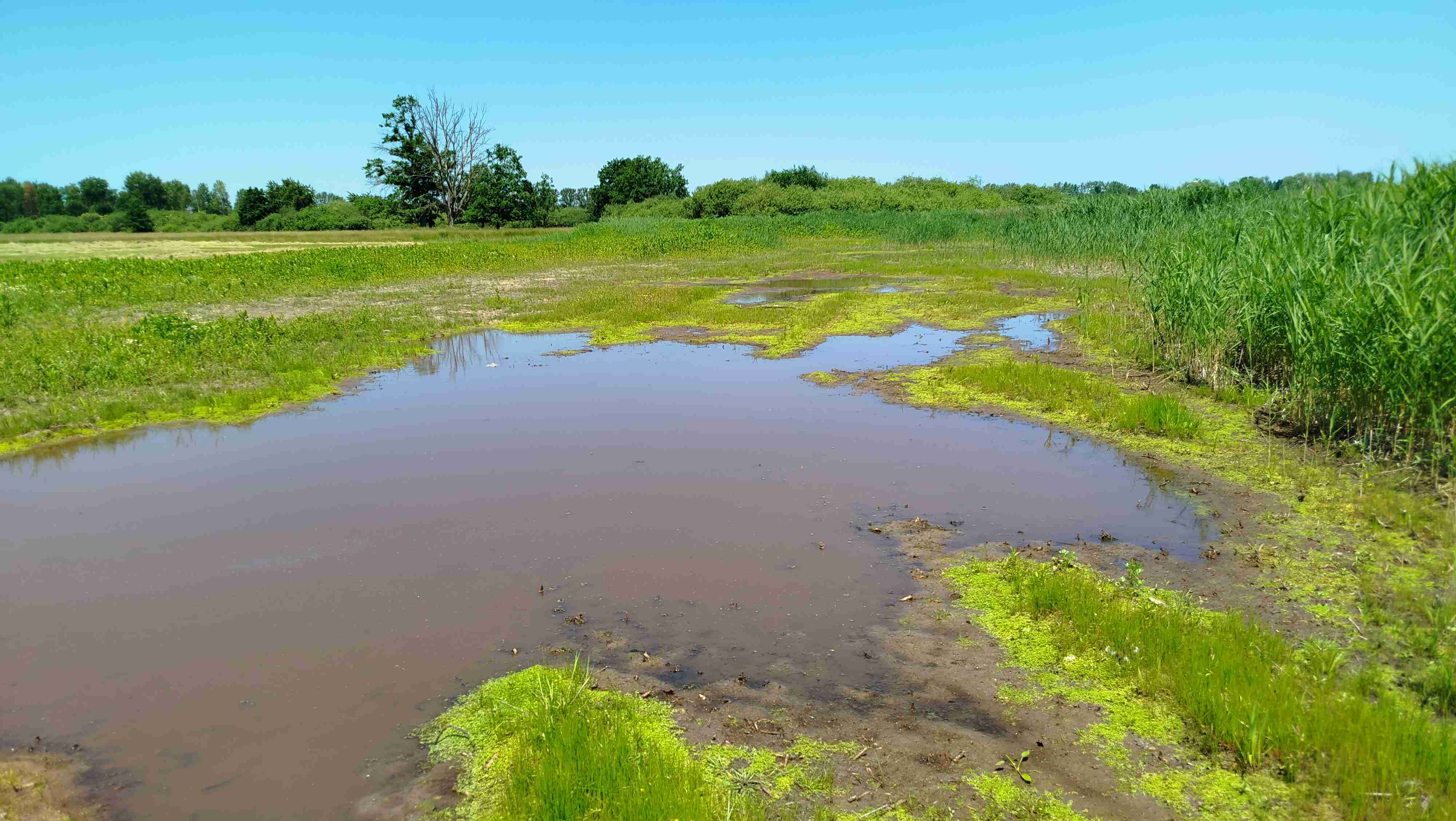 (Z. Neudertová): Mokřad na rybníku Služebný v červnu 2025.