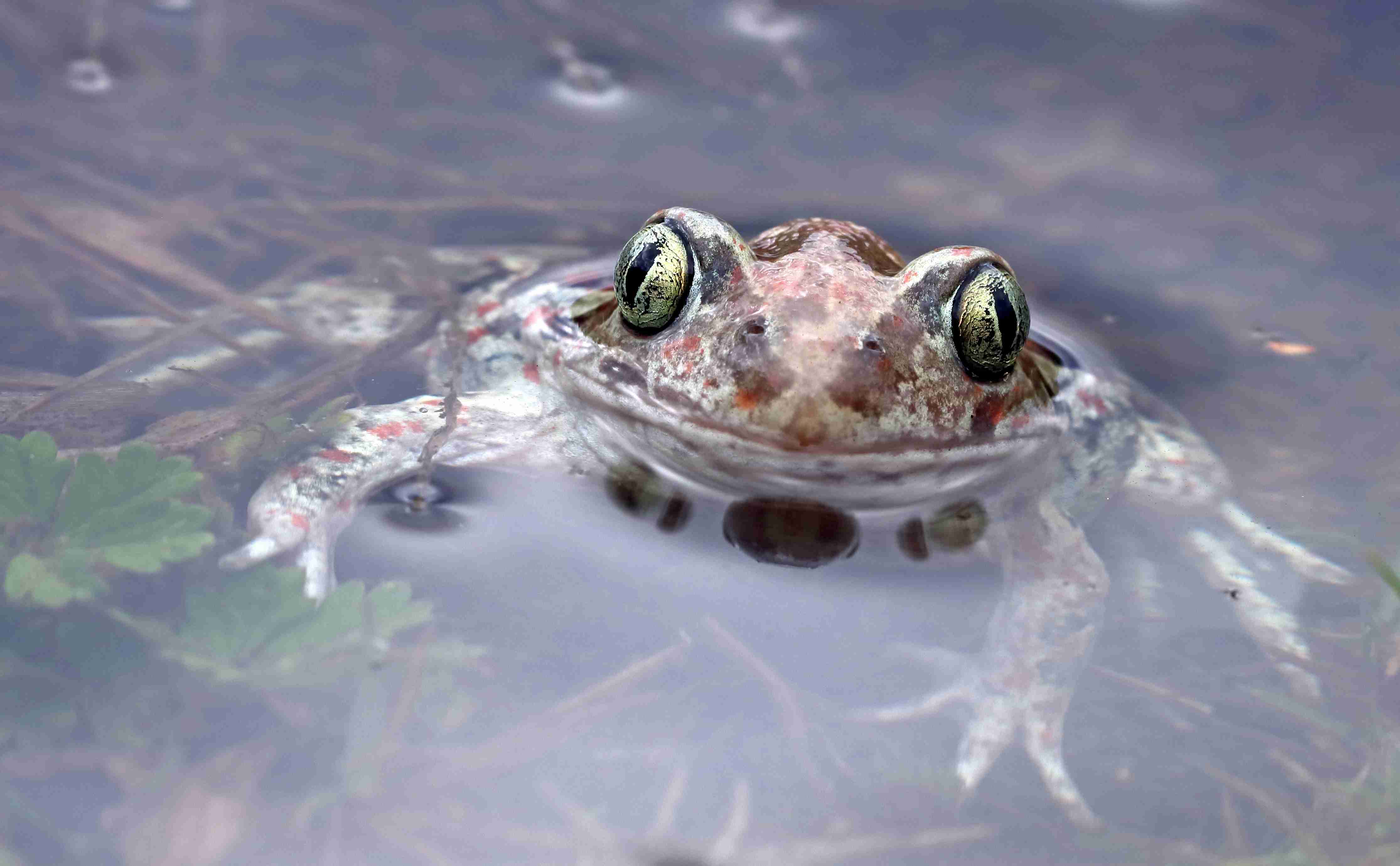 (J. Neudert): Adult blatnice skvrnité (Pelobates fuscus).
