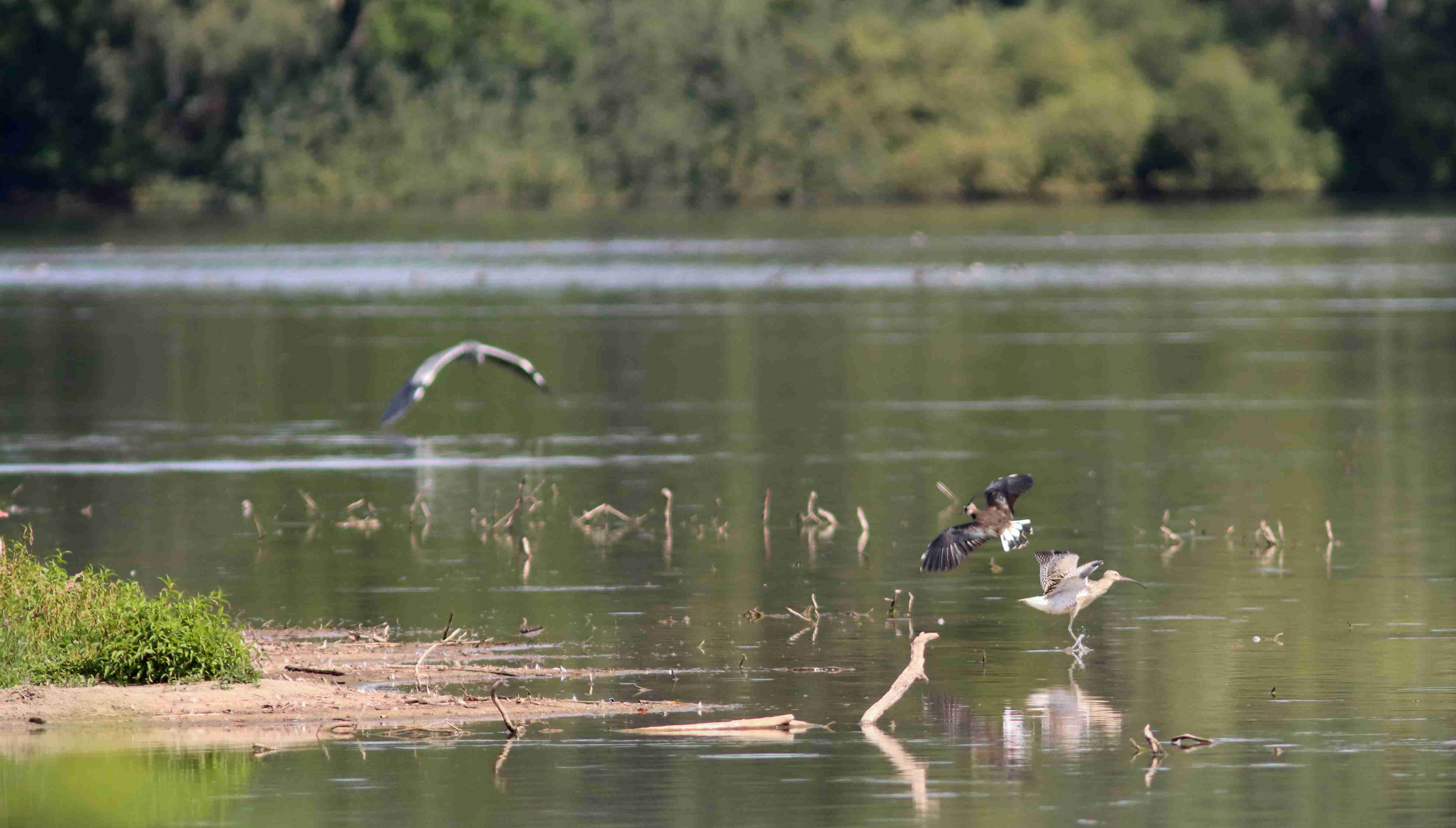 (J. Neudert): Čejka chocholatá (Vanellus vanellus) v letové interakci s kolihou velkou (Numenius arquata).