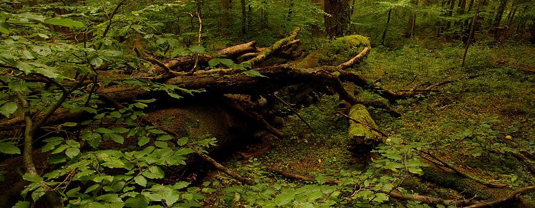 Polom -  přírodní rezervace