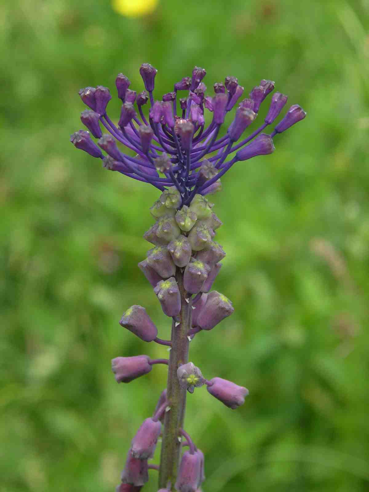 Rozkvetlý Muscari comosum.