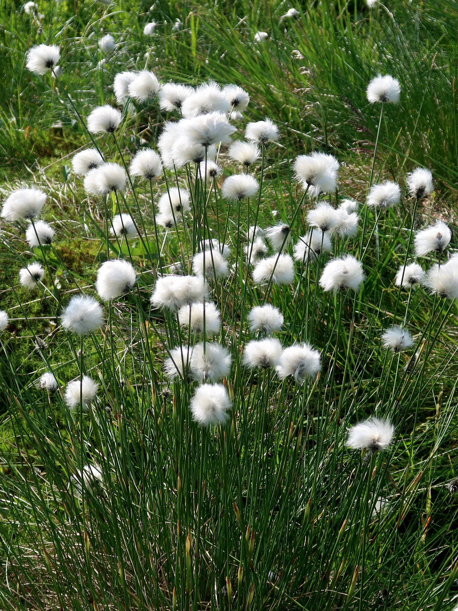 Eriophorum vaginatum