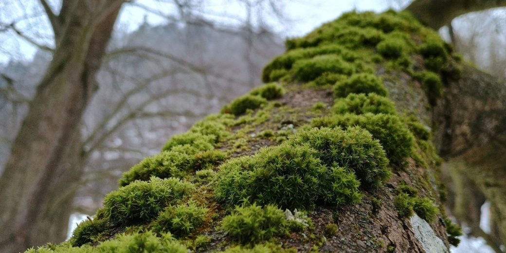 urpek (Orthotrichum sp.)