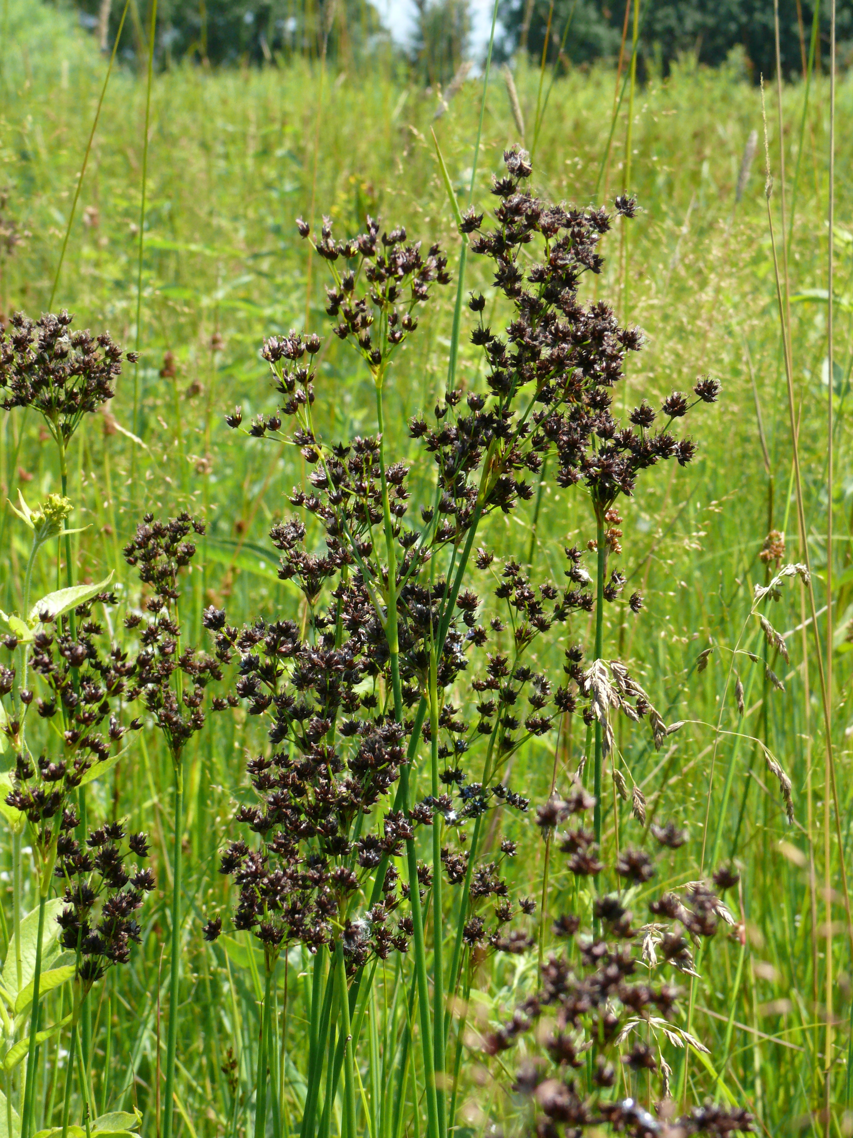 Sítina tmavá (Juncus atratus)