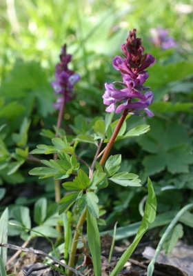 Dymnivka dutá (Corydalis cava)